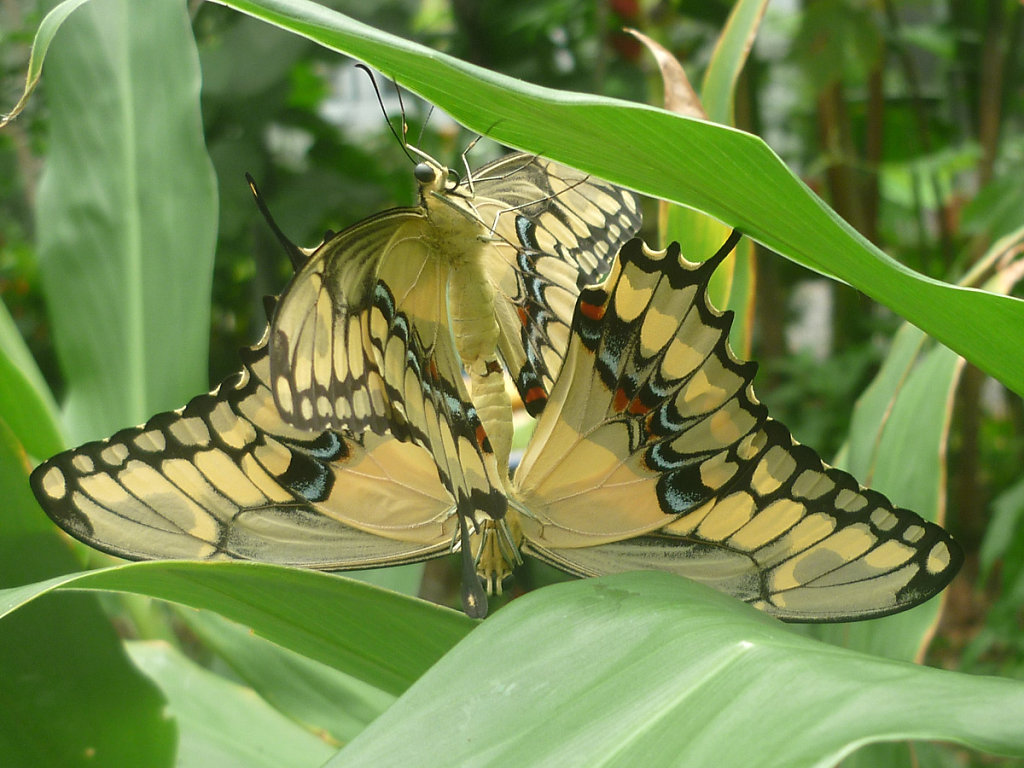 Butterfly in El Valle